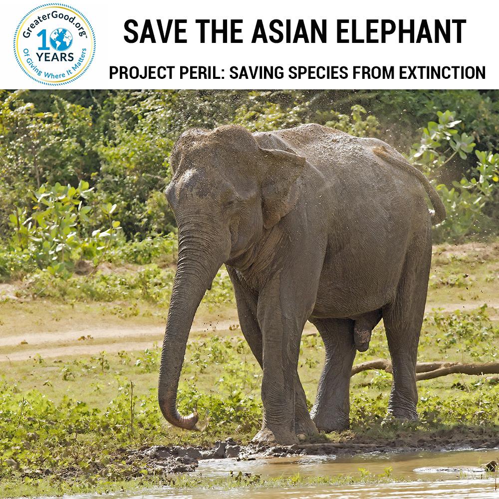 save the asian elephants